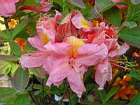 mollis berryrose.JPG